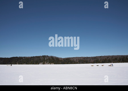 Lo sleddog, Haliburton, Ontario, Canada Foto Stock