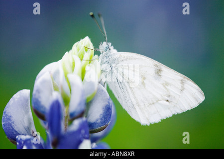 Skipper su Bluebonnet, Texas Hill Country, Texas, Stati Uniti d'America Foto Stock