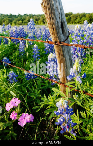 Bluebonnets e Phlox vicino al recinto di filo, Texas Hill Country, Texas, Stati Uniti d'America Foto Stock