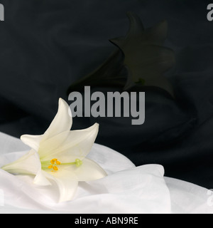 Un Giglio Bianco fiore Lilium longiflorum Foto Stock