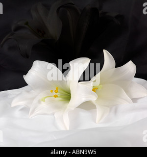 Due giglio bianco fiori Lilium longiflorum Foto Stock