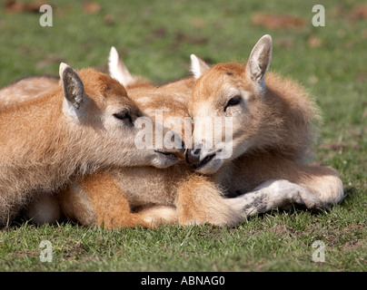 Pere David Deer cerbiatti Foto Stock