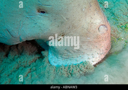 Mucche di mare Dugong dugon closeup della testa Foto Stock
