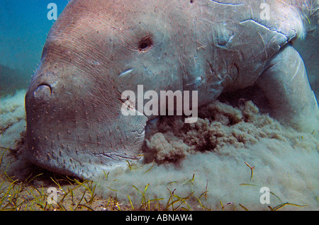 Mucche di mare o Dugong dugon mangiare erba di anguilla a Marsa Abu Dabbab bay Mar Rosso in Egitto Foto Stock