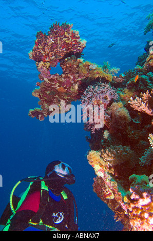 Scuba Diver guardando il Coral reef sul Mar Rosso Foto Stock