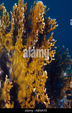 Fire coral Millepora dichotoma in Mar Rosso Foto Stock