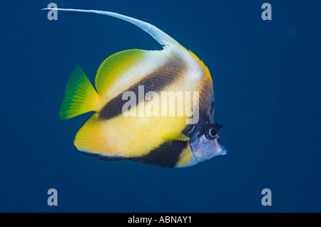 Bannerfish Heniochus intermedius Mar Rosso in Egitto Foto Stock