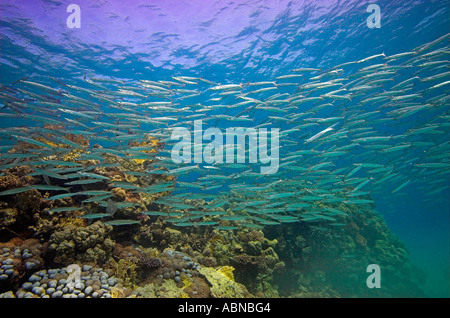 L'acqua chiara sopra barriera corallina con scolarizzazione blackfin barracuda Sphyraena qenie Foto Stock