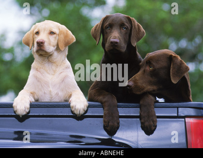 Tre gatti appollaiato nel letto del carrello Labrador Retriever (anche Labrador o Lab per brevi) Foto Stock