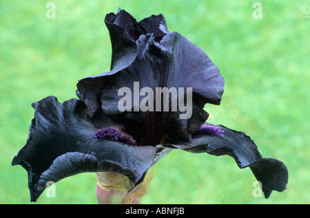 Iris " prima della tempesta", alto barbuto, nero garden fiore fiori di iridi Foto Stock