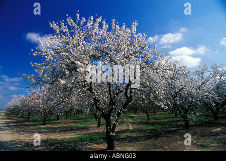 California, modesto, mandorla frutteti in fiore Foto Stock