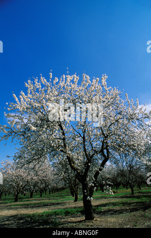California, modesto, mandorla frutteti in fiore Foto Stock