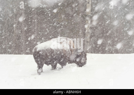 Bison in tempesta di neve Foto Stock