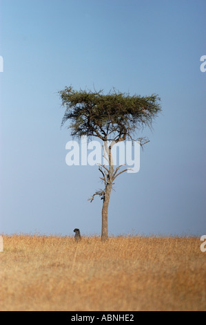 Lone cheetah sat sotto agli alberi Masaii Mara kenya Foto Stock