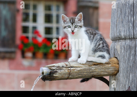 Gattino sulla fontana di acqua Foto Stock