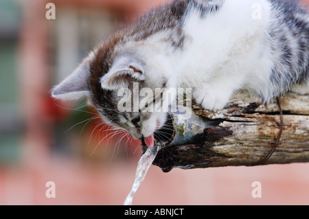 Gattino di bere dalla fontana di acqua Foto Stock