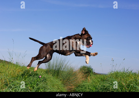 Cane che salta Foto Stock