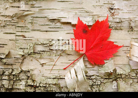 Red Maple Leaf, Algonquin Provincial Park, Ontario, Canada Foto Stock