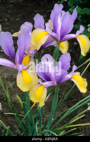 Iris ibridi olandese Foto Stock