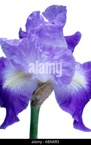 Iris "Clarence", alto barbuto, sfondo bianco fiore blu, pianta di giardino, tagliate, iridi Foto Stock