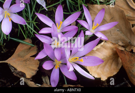 Crocus tommasinianus var. roseus, molla lampadina, fiore viola Foto Stock