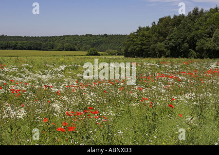 Mettere da parte il campo su Yorkshire Wolds UK a inizio estate Foto Stock