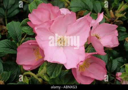 Rosa "Fru Dagmar Hastrup', rosa Rugosa Rose, rose Foto Stock