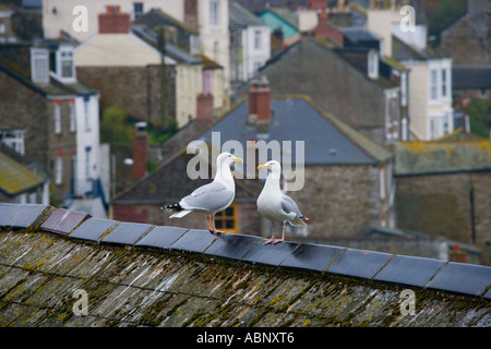 Due gabbiani sul tetto a Polruan Cornwall Inghilterra Foto Stock