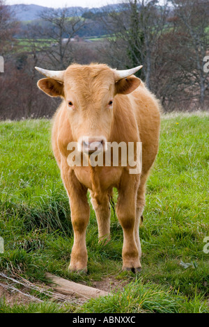 Torello nel campo Foto Stock