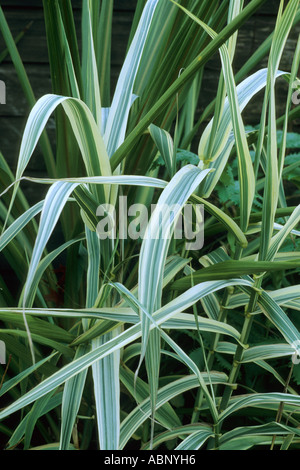 Arundo donax var versicolor syn Arundo donax 'Variegata', Giant Reed, erba, foglie variegato, fogliame, giardino di piante vegetali Foto Stock