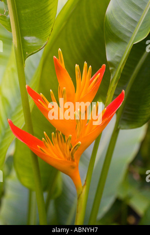 fiore Foto Stock