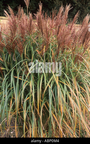 Miscanthus sinensis 'Malepartus' ,Novembre, Colore di autunno, pianta di giardino, erba Foto Stock