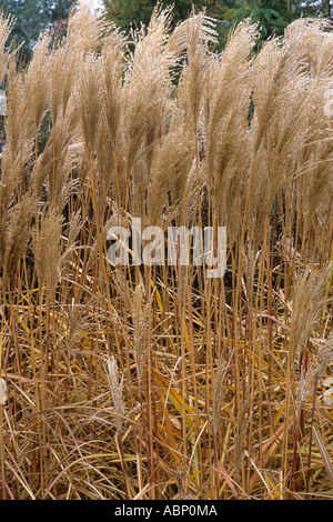 Miscanthus sinensis 'Malepartus', Novembre, Colore di autunno, pianta di giardino, erba erbe colore Foto Stock