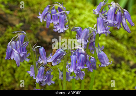 Appendere Bluebells Foto Stock