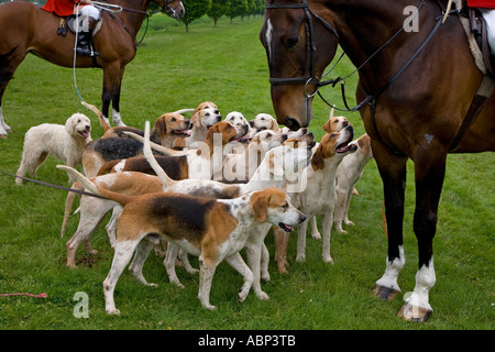 Foxhounds dal Craven caccia al Windsor Horse Show Berkshire può REGNO UNITO Foto Stock