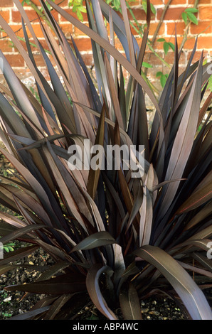 Phormium tenax Purpureum Gruppo, Nuova Zelanda Lino, piante, bronzo scuro lascia phormiums Foto Stock