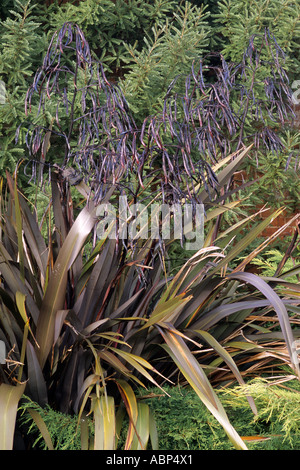 Phormium tenax Purpureum Gruppo, Nuova Zelanda phormiums Lino Foto Stock