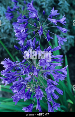 Agapanthus blu mezzanotte Foto Stock