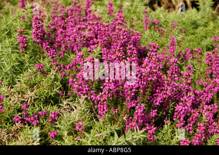 BELL'erica Erica Cinerea Foto Stock