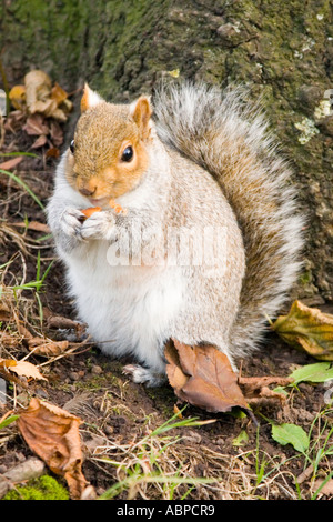 Scoiattolo rosso di mangiare un dado, guardando lontano dal di sopra, colore Foto Stock