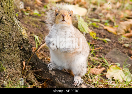 Scoiattolo rosso sul piano erboso, guardando dal di sopra, colore Foto Stock