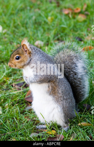Scoiattolo rosso sul piano erboso, guardando lontano, occhio-livello, colore Foto Stock