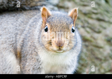 Scoiattolo rosso sul tronco di albero, guardando dritto in telecamera, corpo shot, colore Foto Stock
