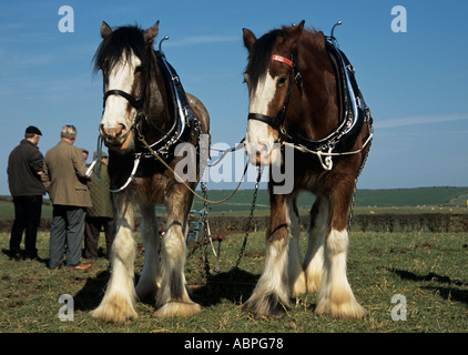 North Wales UK Shire cavalli in attesa alla fine della riga mentre competere nel Vintage match di aratura Foto Stock