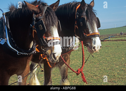 Regno Unito marzo vista laterale di due cavalli Shire lavorare in tandem Foto Stock