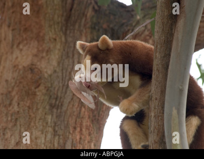 Tree kangaroo presso lo zoo di Adelaide, Australia del Sud Foto Stock