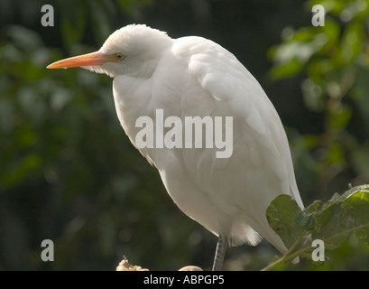 Airone guardabuoi appollaiato sul ramo di albero, lo zoo di Adelaide, Adelaide, Australia del Sud. Foto Stock