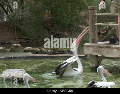 Il tempo di avanzamento per il pellicano australiano presso lo zoo di Adelaide, Adelaide, Australia del Sud, Foto Stock