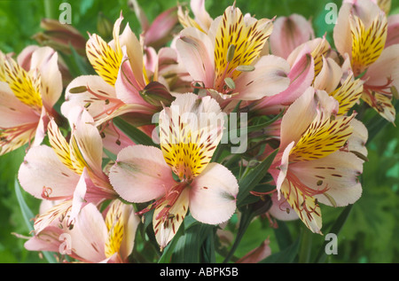 Alstroemeria 'Stablaco' syn. Diana Principessa di Galles. Giglio peruviano Foto Stock