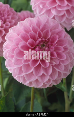 Dahlia 'Willowfield Matthew'. Decorative dahlia in miniatura Foto Stock